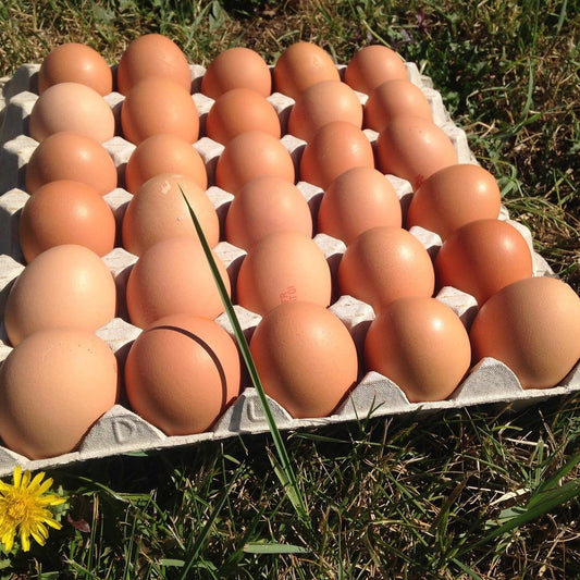 30 oeufs frais de poules élevées en plein air (code 1), calibre moyen, ferme du Bertholon Mionnay