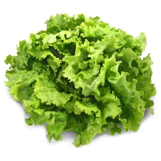 Légumes - Salade (batavia blonde)