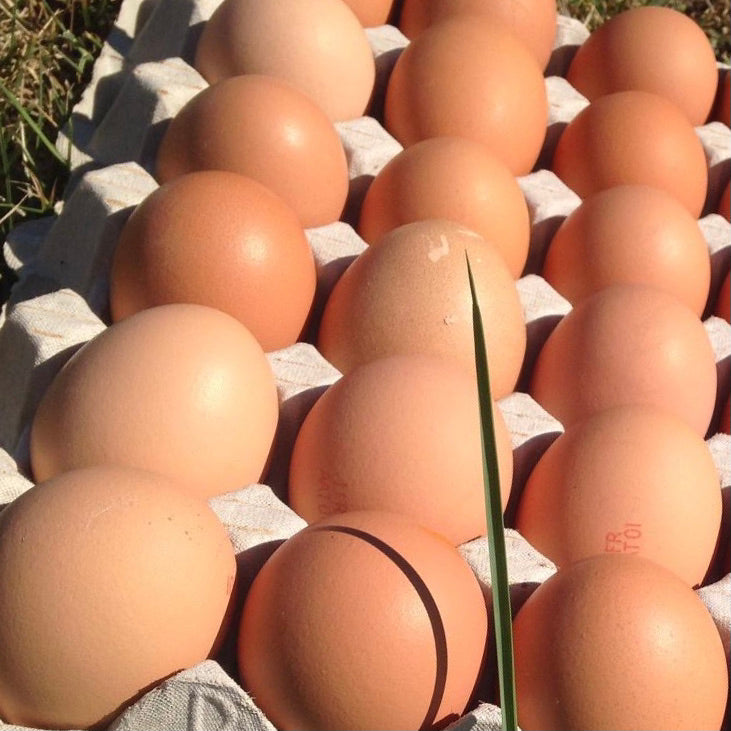 18 oeufs frais de poules élevées en plein air (code 1), calibre moyen, ferme du Bertholon Mionnay